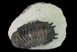 Crotalocephalina Trilobite - Foum Zguid, Morocco #165957-1